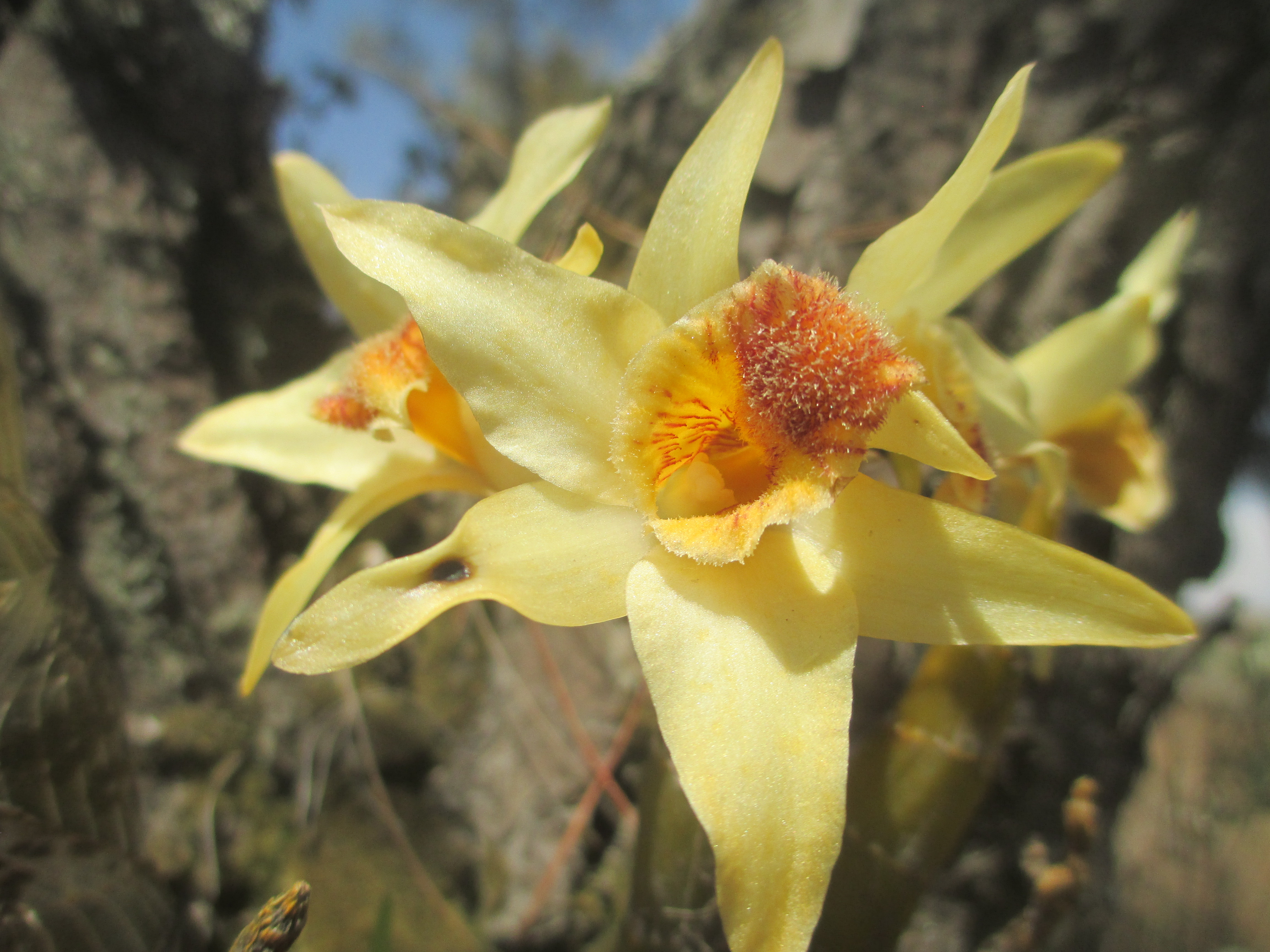 2015 005 Dendrobium heterocarpum Wall. ex Lindl. Kashi Bhangyang, Ukallo, Kavre in 1 Apr 2015 1900 (OoN Pg 101).JPG